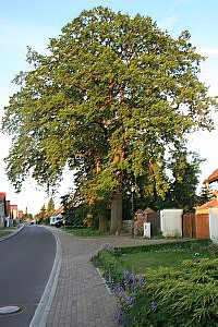 Möckern-Theeßen, Foto © 2010 Wolfgang KW Garz