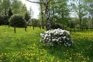 Döbeln (Niederfriedhof), Foto © 2005 Detlev Schulze